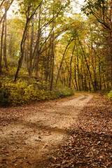 Obraz premium Forest Road Fall