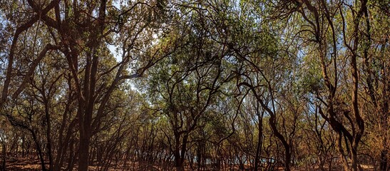 Dark and dense forest on the croatian island of Brijuni during daytime