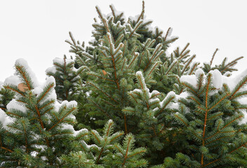 branches of a fur tree