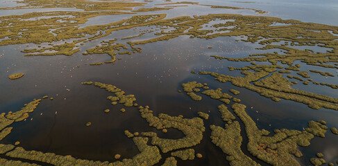 Pink flamingos in their natural environment with drone shooting
