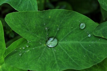 Green taro root leaf with water drop. Natural Background.