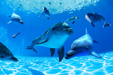 Obraz na płótnie Canvas sea ​​and dolphins