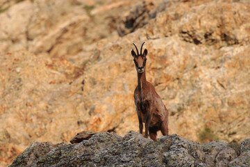 Izard