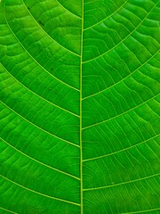 Beautiful green leaf closeup view.