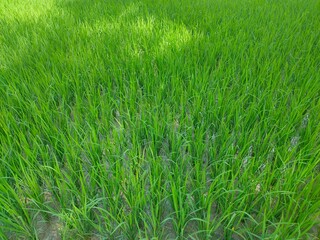 growing rice field in a land. natural background or Green Background.