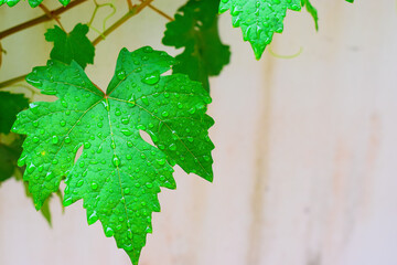 Water droplets on grape leaves after rain