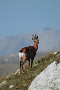 Izard
