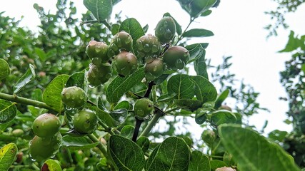 Carissa carandas, Carunda, Koromcha fruit tree with water drops, Indian Karonda seeds ripe red, tropical citrus karanda or koromcha fruit in asia, India
