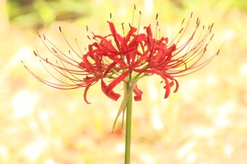 red flower background