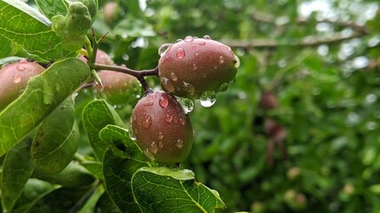 Carissa carandas, Carunda, Koromcha fruit tree with water drops, Indian Karonda seeds ripe red, tropical citrus karanda or koromcha fruit in asia, India