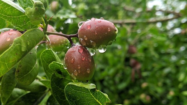 Carissa carandas, Carunda, Koromcha fruit tree with water drops, Indian Karonda seeds ripe red, tropical citrus karanda or koromcha fruit in asia, India