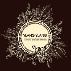 Frame with flowers and leaves of ylang-ylang . Detailed hand-drawn sketches, vector botanical illustration.