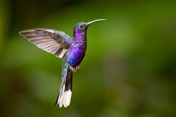 The violet sabrewing (Campylopterus hemileucurus) is a very large hummingbird native to southern...