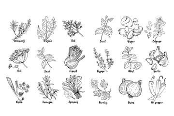 Herbs. Spices. Italian herb drawn black lines on a white background. Vector illustration. Basil, ginger, origano, Thame, mint, garlic, parsley, onion, hot pepper, rosemary, arugula, dill, basil © vaneeva