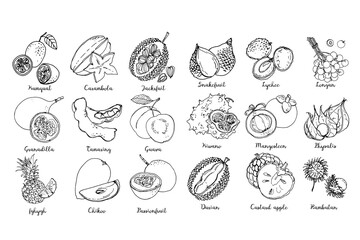 Fruits drawn by a line on a white back. Salak, Lychee, longan, Kiwano, Mangosteen, Physalis, Rambutan, Kumquat, Carambola, Jackfruit, Granadilla, Passionfruit, Guava, Tamaring, Pineapple, Durian.