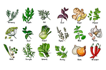 Herbs. Spices. Italian herb drawn black lines on a white background. Vector illustration. Basil, ginger, origano, Thame, mint, garlic, parsley, onion, hot pepper, rosemary, arugula, dill, basil © vaneeva