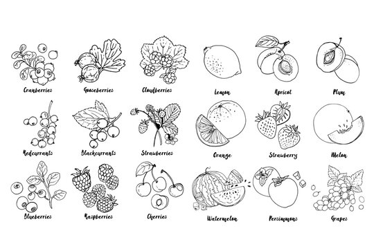 Set of fruits, berries and leavesdrawn a line on a white background. Vector sketch. Sketch line. Lemon, apricot, plum, orange, strawberry, melon, watermelon, persimmons, grapes, blackcurrants