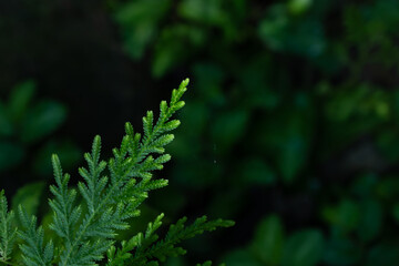 Type of fern leaf in the rainforest of Thailand.