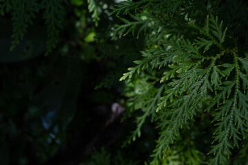 Fototapeta na wymiar Type of fern leaf in the rainforest of Thailand.