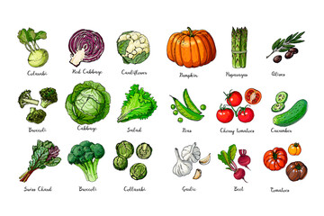 Set of colored vegetables. Fresh food. Pumpkin, tomato, cabbage, lettuce, asparagus sprouts line drawn on a white background. Vector illustration.