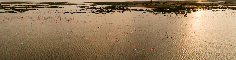 Fototapeta na wymiar Pink flamingos in their natural environment with drone shooting