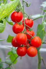 bunch red tomatoes on greenhouse.