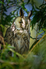 Long-eared owl (Asio otus) sitting high up in a tree with green colored leafs during a springs day.