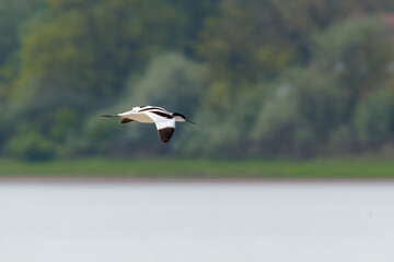 Pied Avocet (Recurvirostra avosetta)