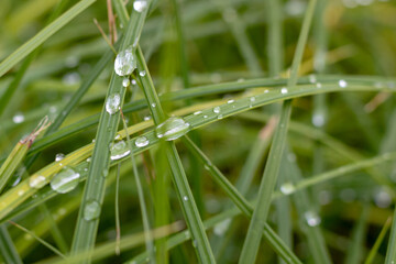 grass with dew drops, macro and selective focus