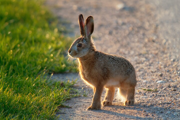 Wild brown hare (Lepus europaeus) looking with alerted ears on a green field in spring.
