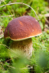 Beautiful still life hides an unexpected treasure. The boletus edulis found its way into the dark world, hidden under the lawn and among the needles. Czech environment