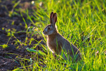Wild brown hare (Lepus europaeus) looking with alerted ears on a green field in spring. © Vlasto Opatovsky