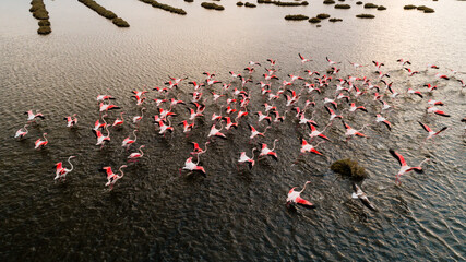 Pink flamingos in their natural environment with drone shooting