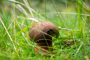 Very rare species of bolete mushroom - Boletus aereus. Hidden in the wet grass. Bronze hurts on a meadow in a dark spruce forest. Edible and juicy mushroom