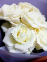 white rose in a bowl