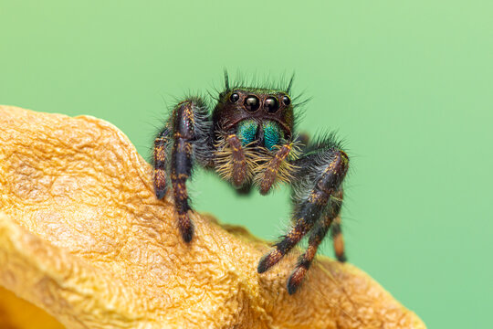 Jumping Spider  Phidippus audax