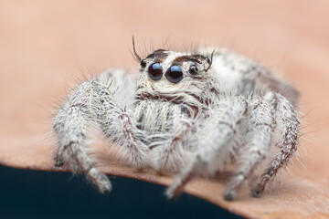 Jumping spider on the leaf