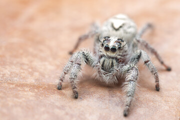 Jumping spider on the leaf