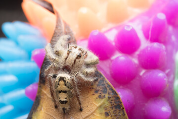 Jumping spider