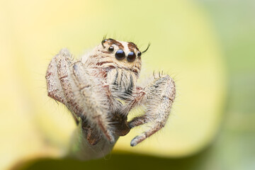 Jumping spider on the leaf