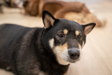 A cute black puppy dog sitting on the wooden floor in the house. Animal portrait photo.