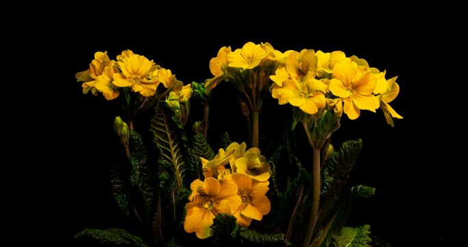 Yellow primrose flowers on a black background, time lapse, 4k