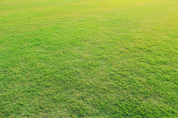 Grass field / Green grass background