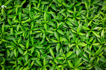 green leaves texture background.