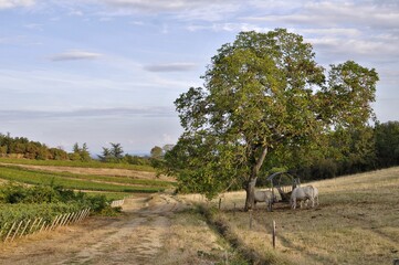 Vaches au pied d'un grand arbre et vignes.