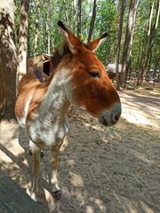 donkey and foal