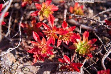 Close-up of blooming red succulent plants in a field