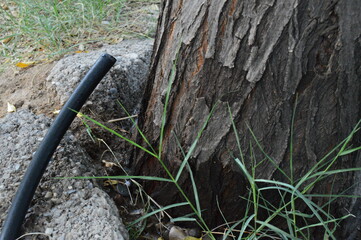 old axe in the woods