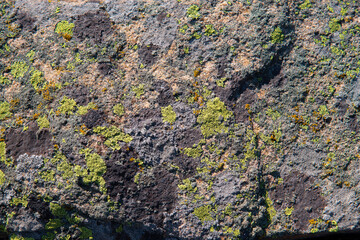 Close-up of the moss texture on the stone.