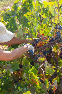 Harvester cuts the grape bunches of the Bobal variety of the strain in the area of ​​La Manchuela in Fuentealbilla, Albacete (Spain)